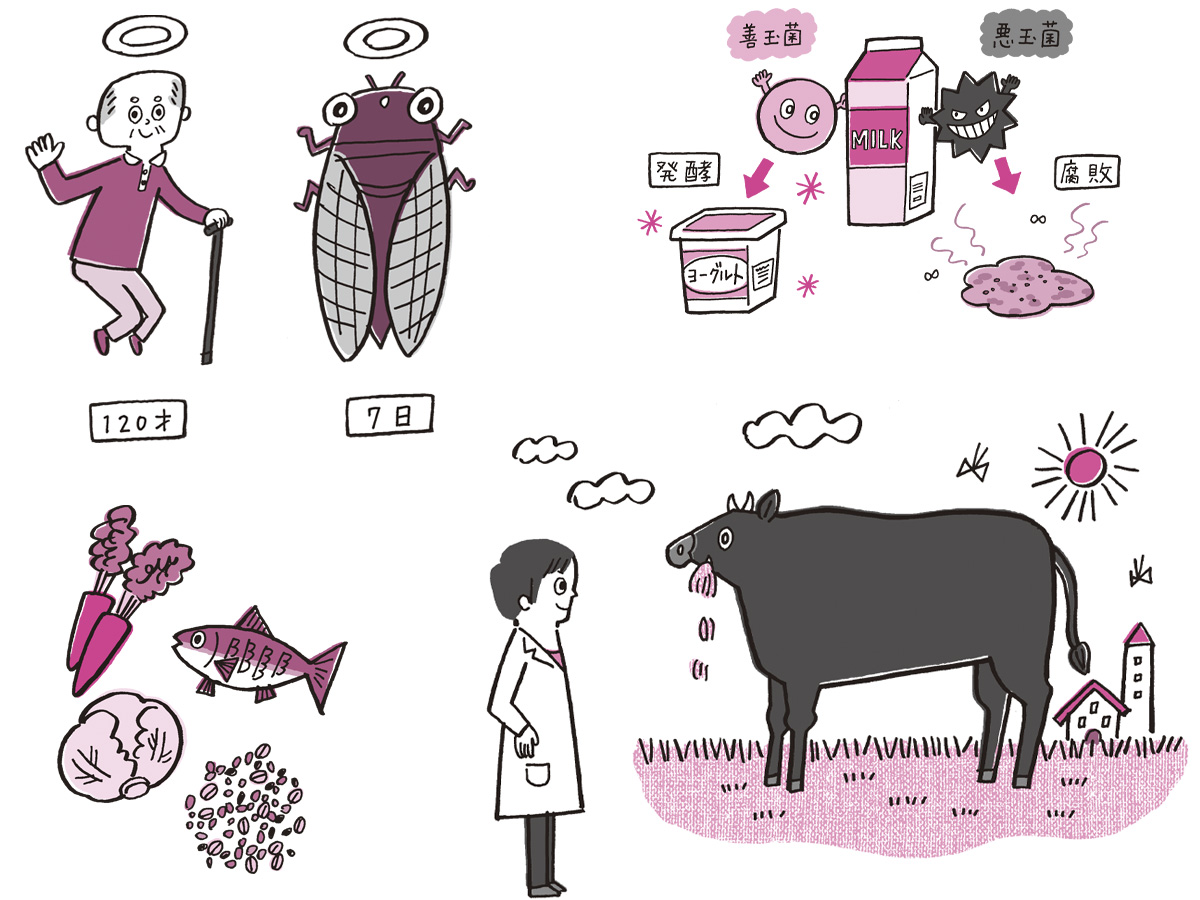 大切な人をがんから守るため 今できること 命の食事